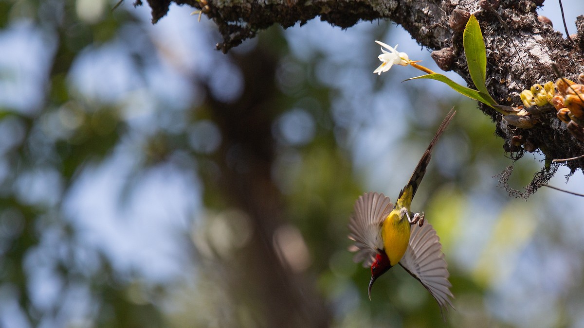 Mrs. Gould's Sunbird (Purple-rumped) - ML558449581