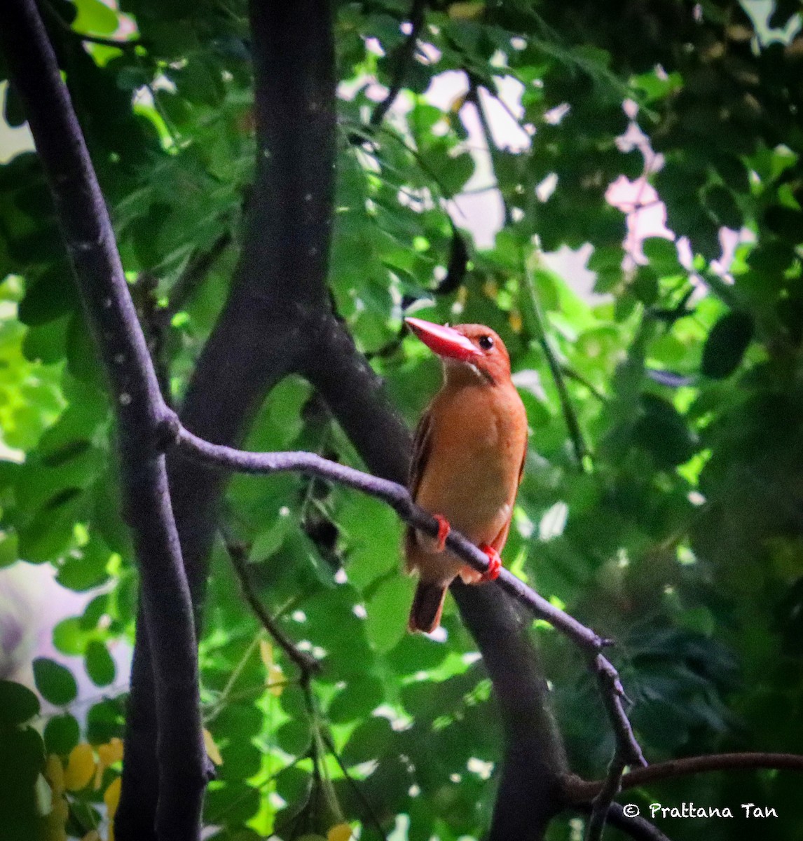 Ruddy Kingfisher - ML558449701