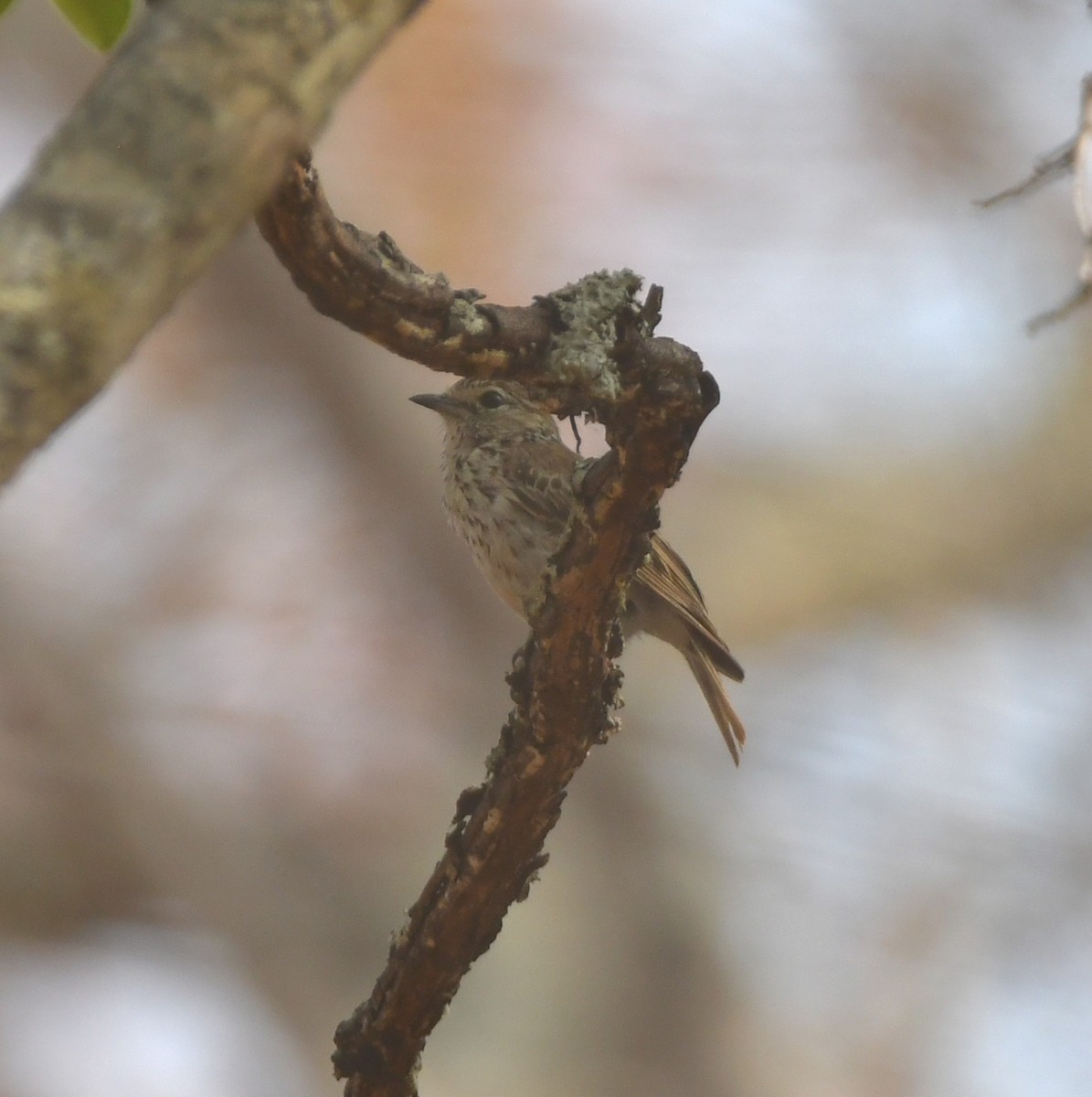 Böhm's Flycatcher - ML558449781