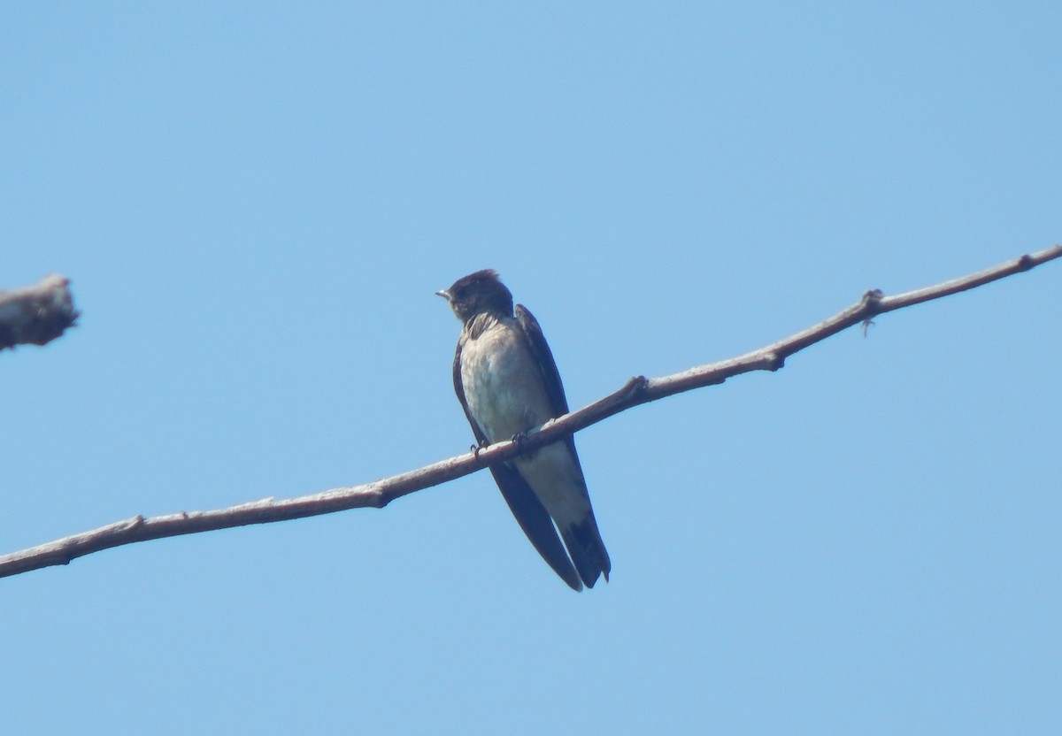 Southern Rough-winged Swallow - ML558450061