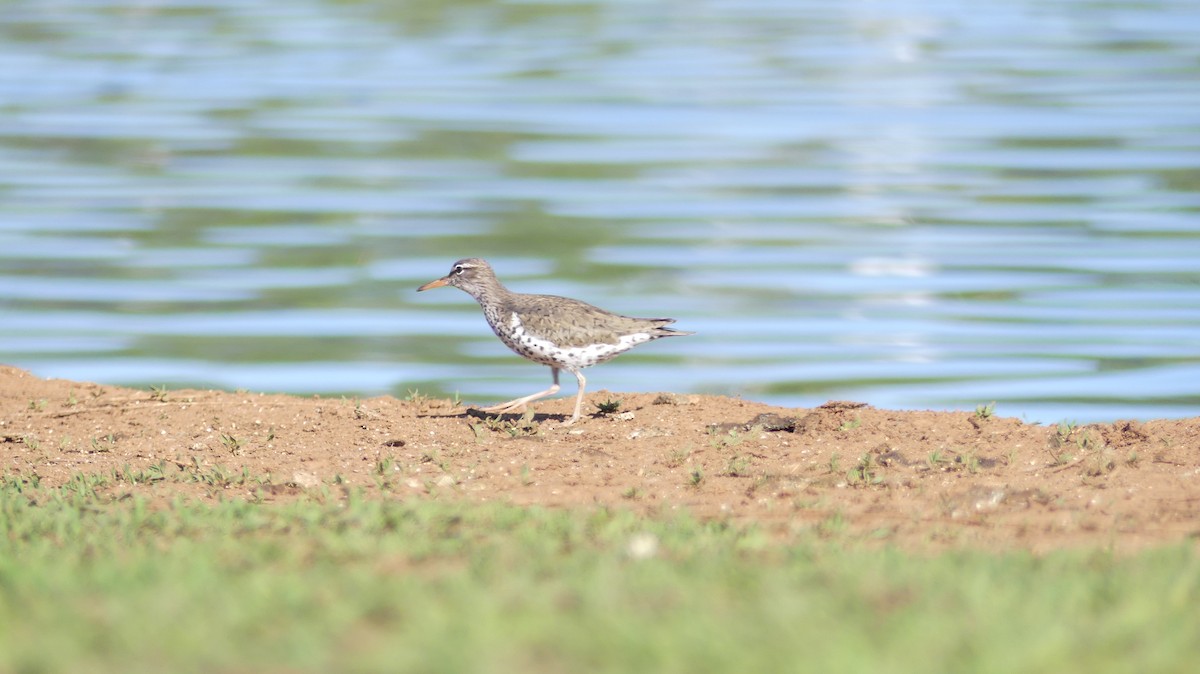 Spotted Sandpiper - ML558450131