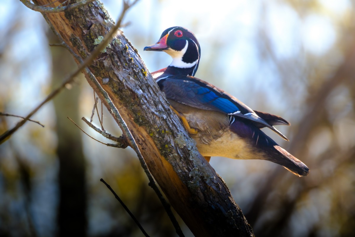 美洲鴛鴦 - ML558450231