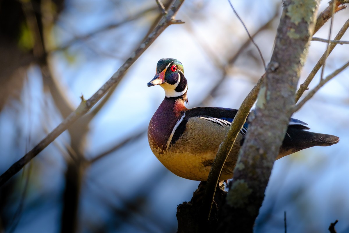 美洲鴛鴦 - ML558450251