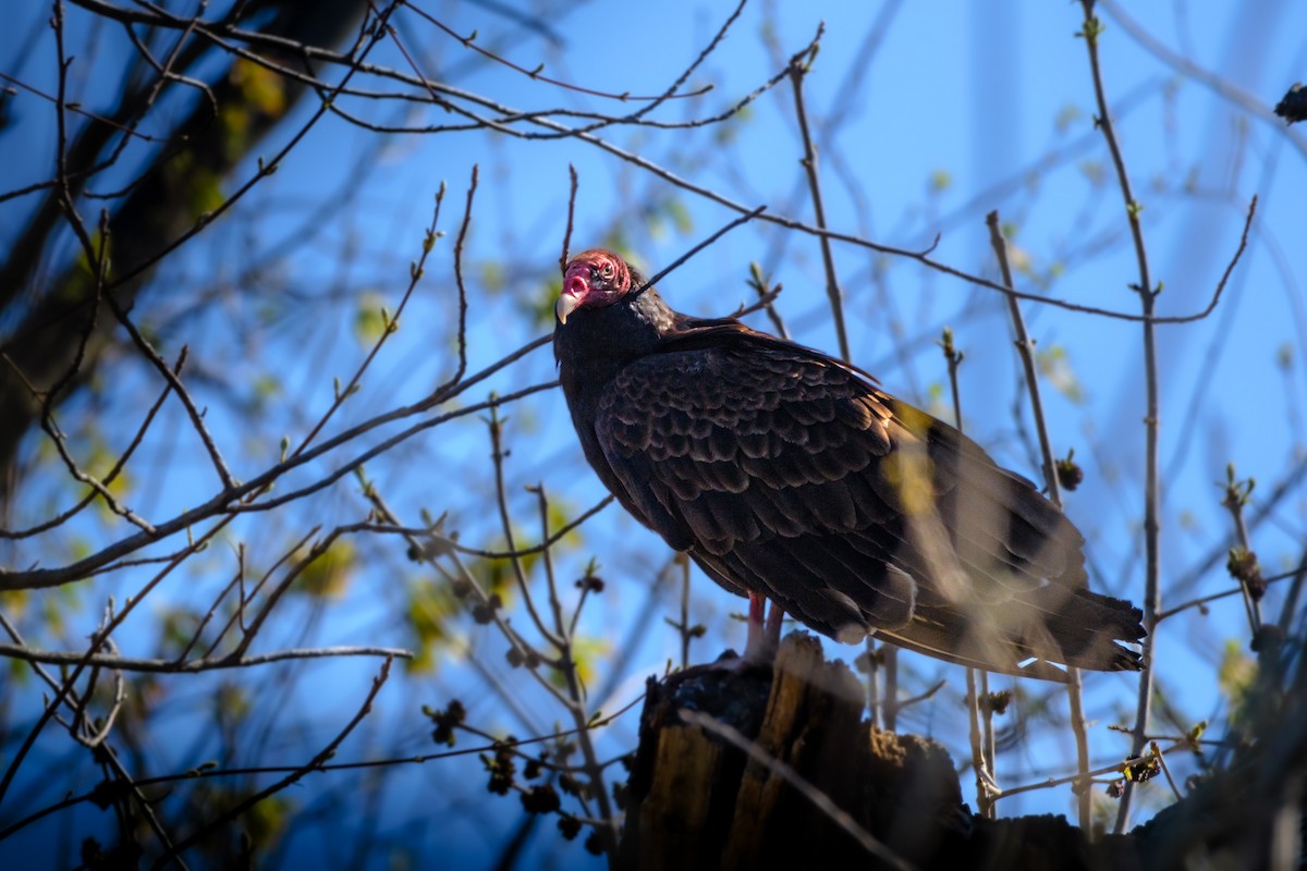 Turkey Vulture - ML558450321