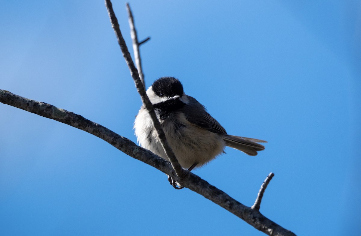 Carolina Chickadee - ML558450421