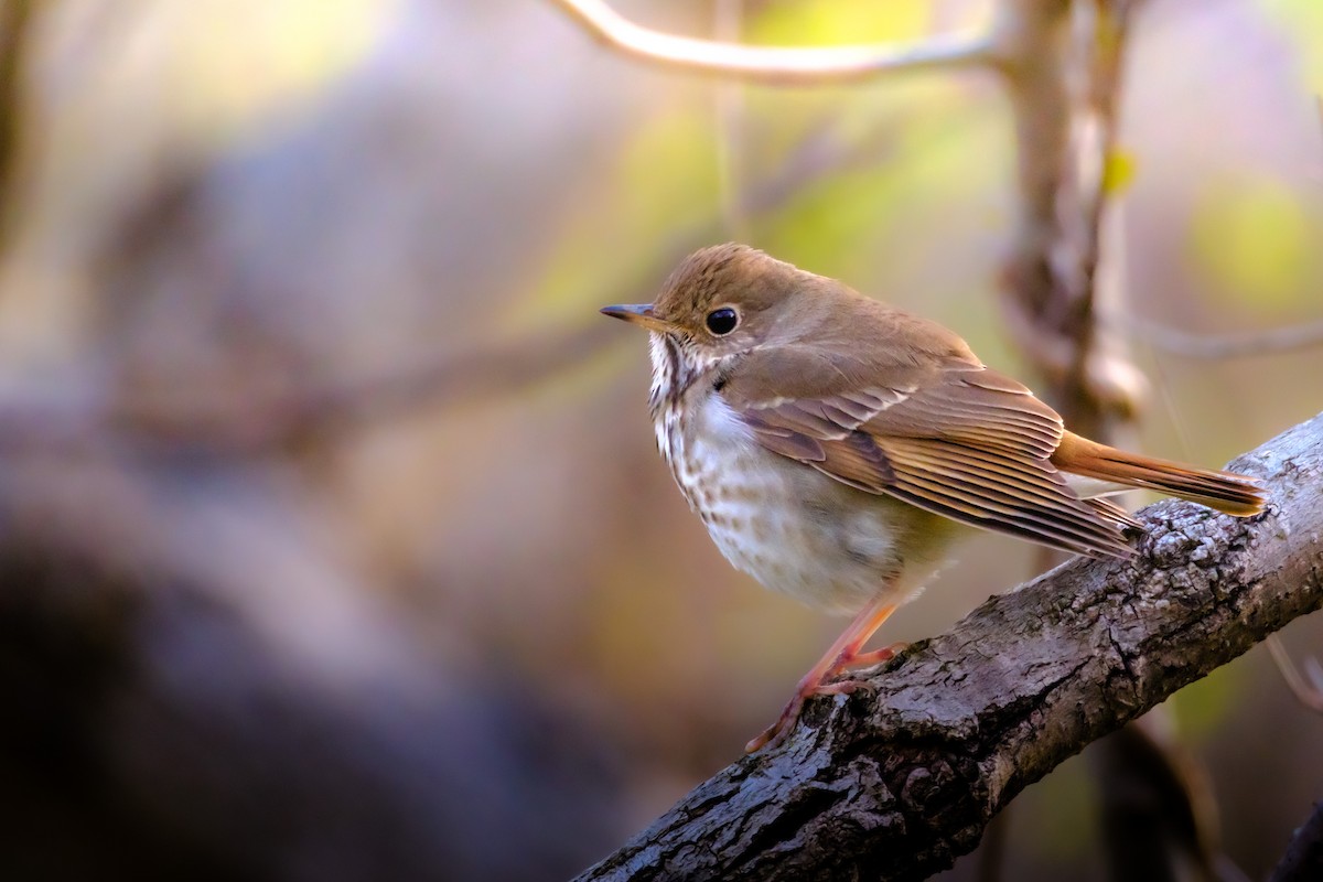 Hermit Thrush - ML558450491