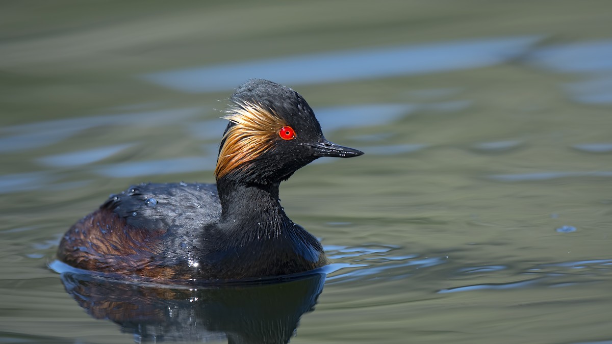 Eared Grebe - Ferit Başbuğ