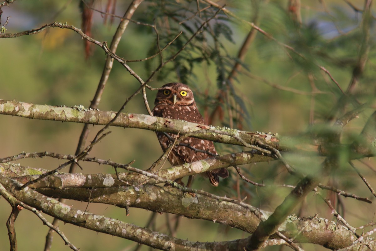 Burrowing Owl - ML558451871