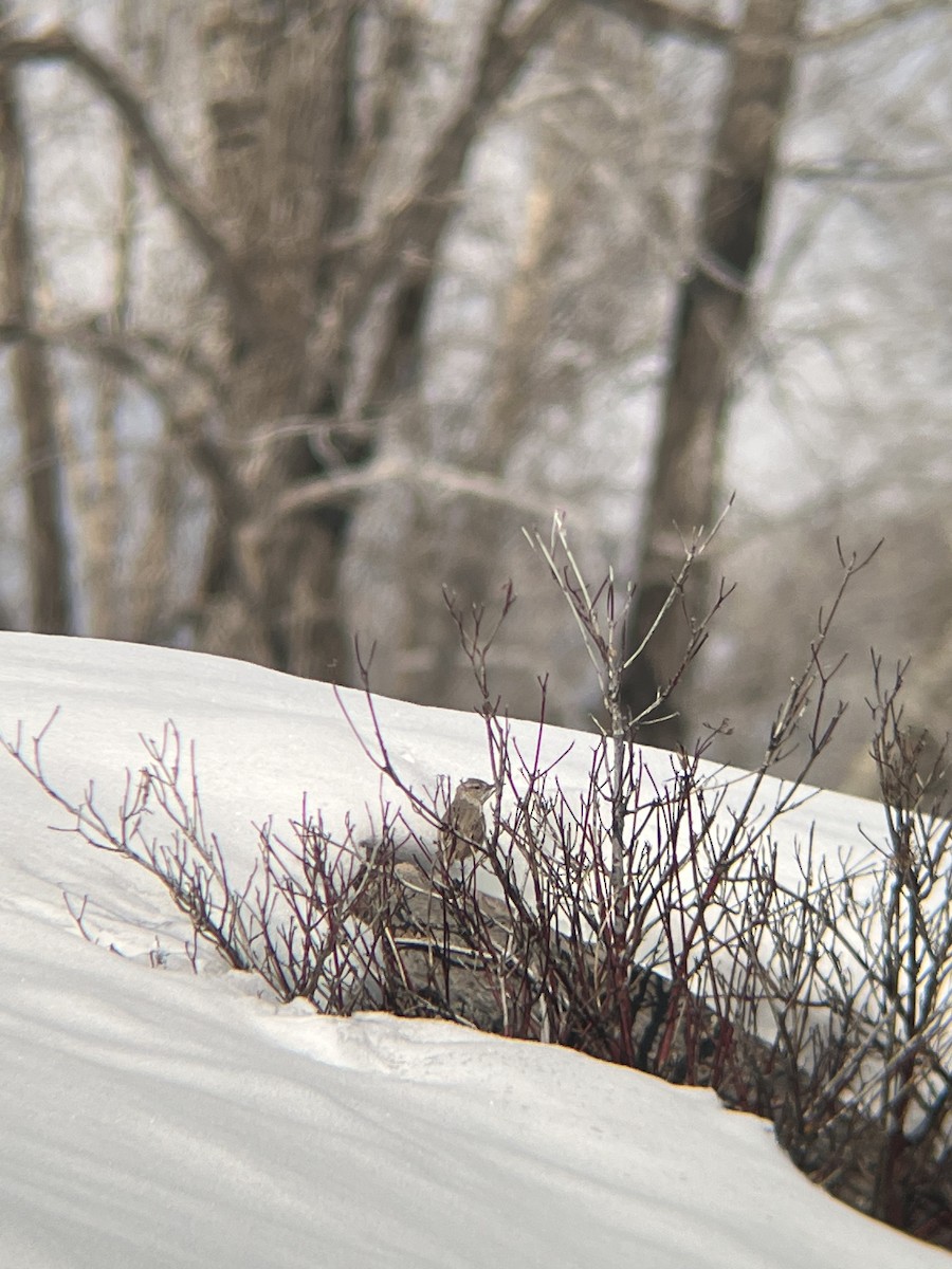 Rock Wren - ML558452481