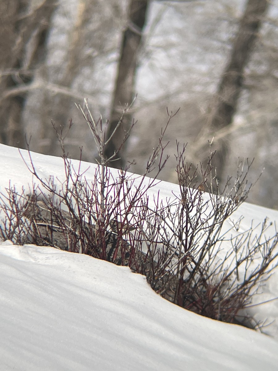 Rock Wren - ML558452551