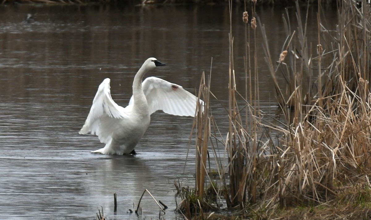 labuť malá - ML558452781