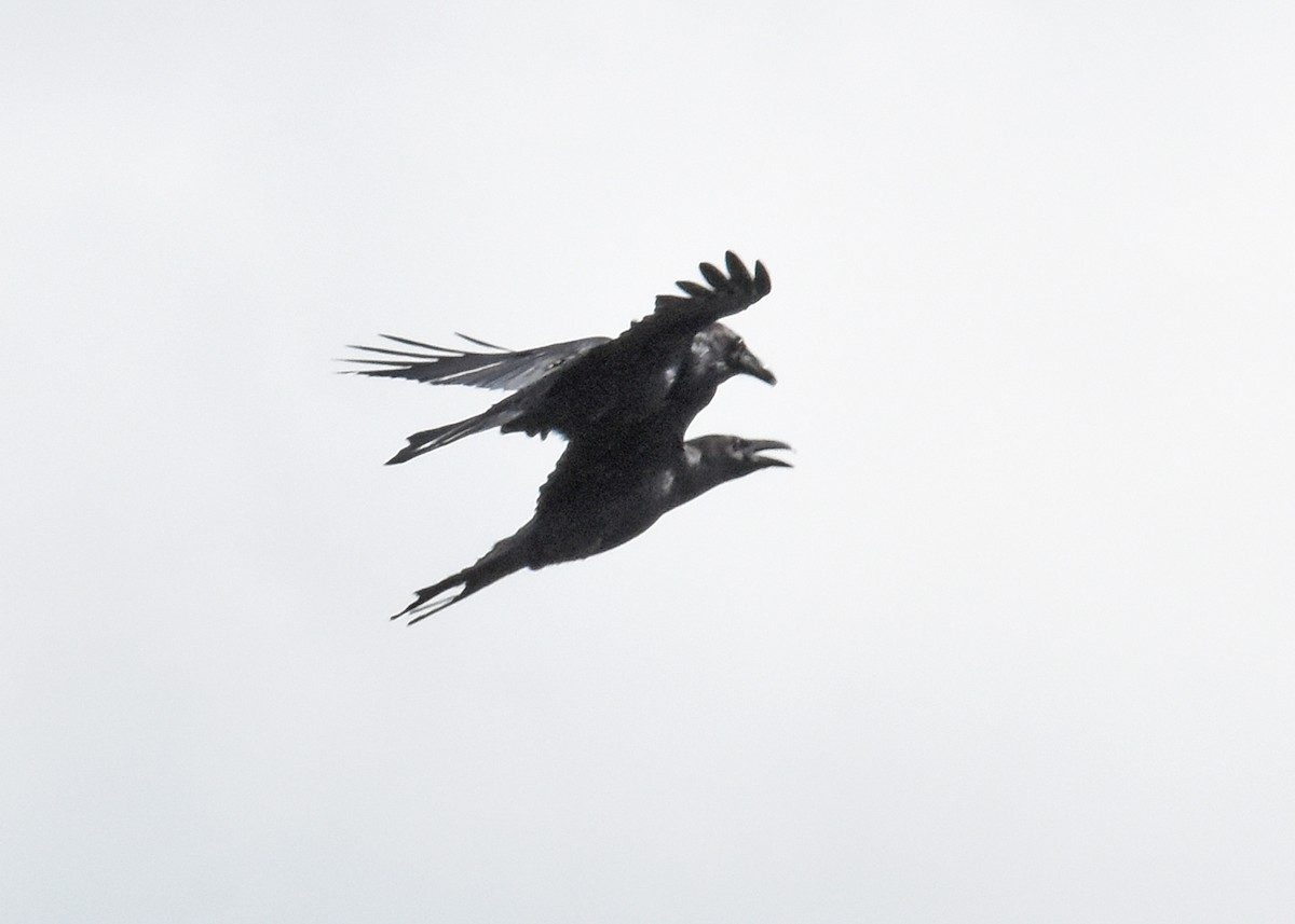 American Crow - ML558453461