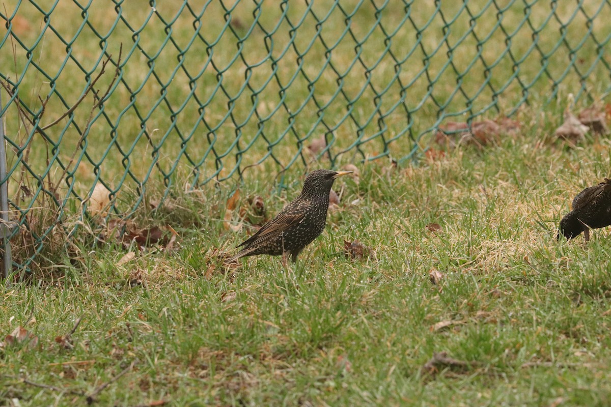 European Starling - ML558453821