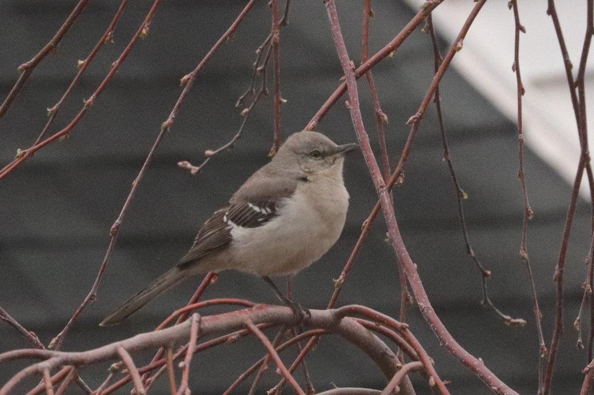 Northern Mockingbird - Jennifer Murphy