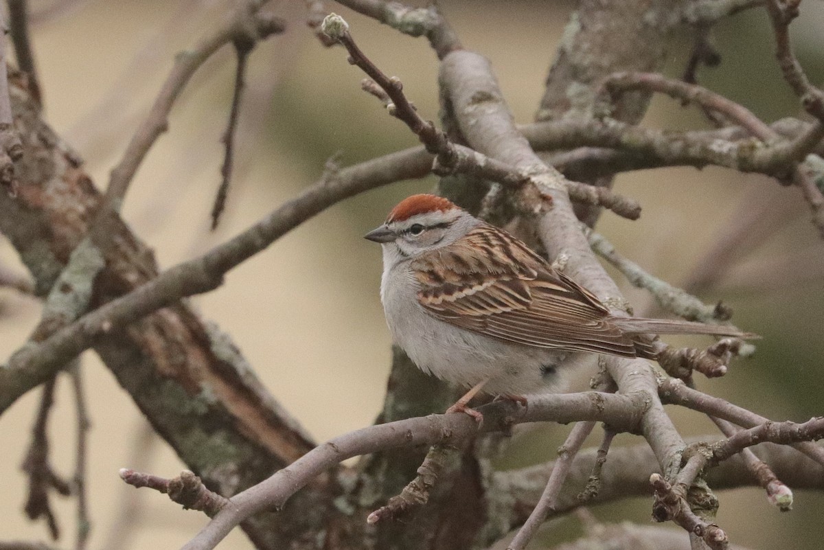 Chipping Sparrow - Jennifer Murphy