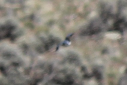 Belted Kingfisher - ML558454391