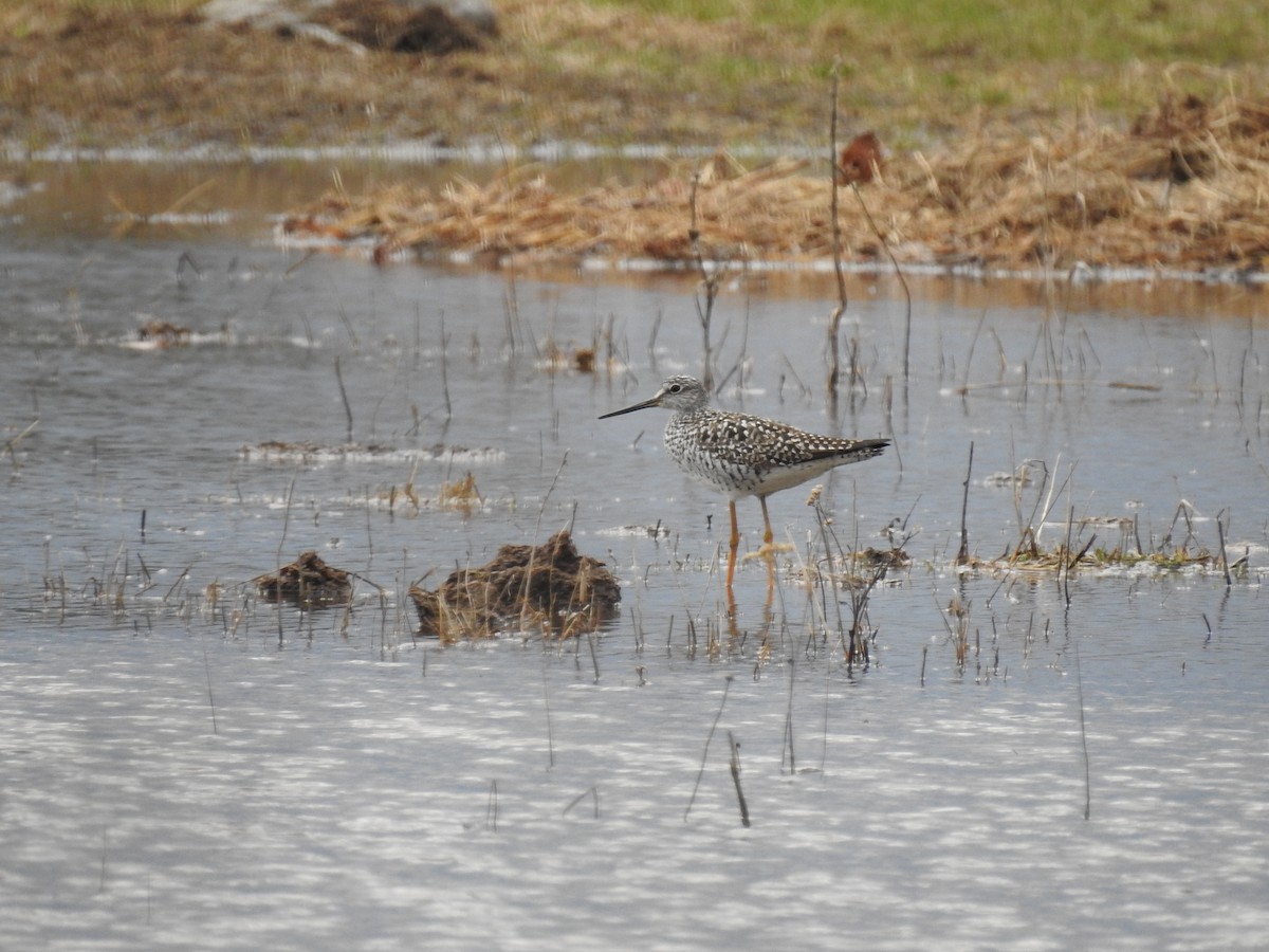 Greater Yellowlegs - ML558455311