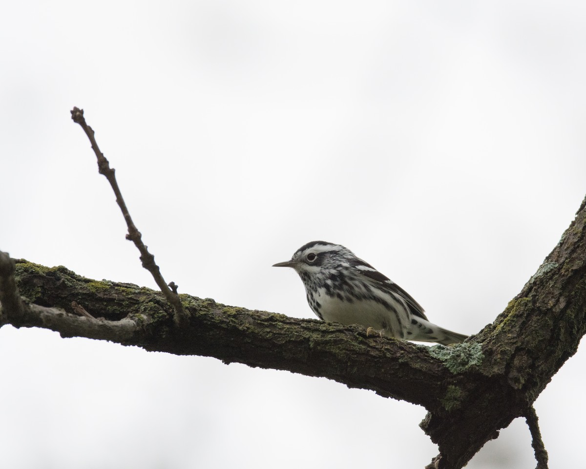 Black-and-white Warbler - ML55845671