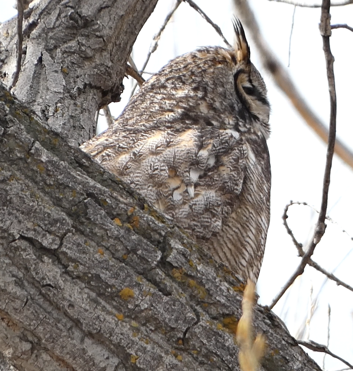 Great Horned Owl - ML558457261