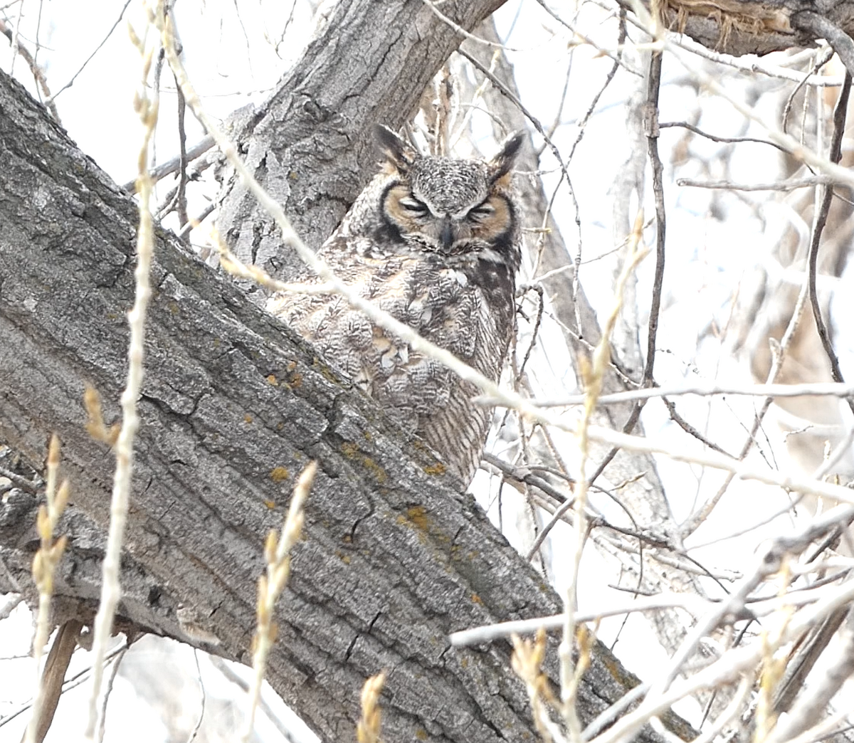 Great Horned Owl - ML558457271