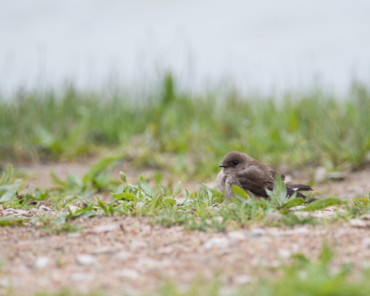 Northern Rough-winged Swallow - ML55845741