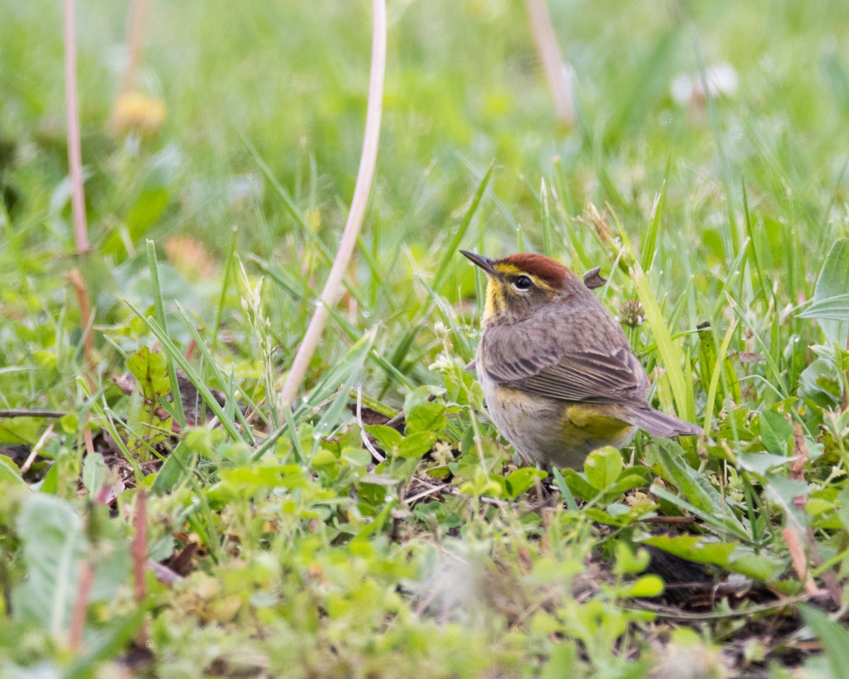 Palm Warbler - ML55845771