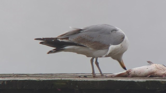 American Herring Gull - ML558458971