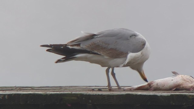 Herring Gull - ML558458971