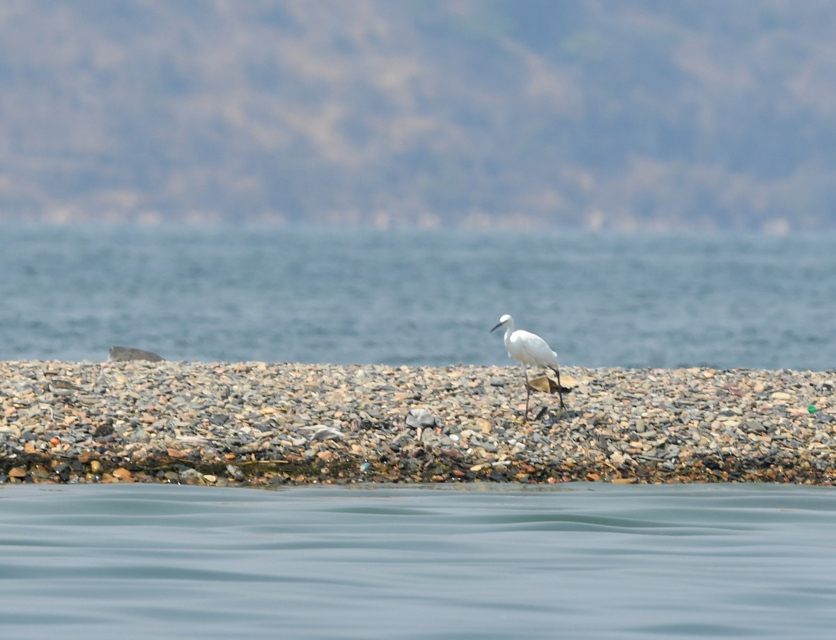 Little Egret - ML558459241