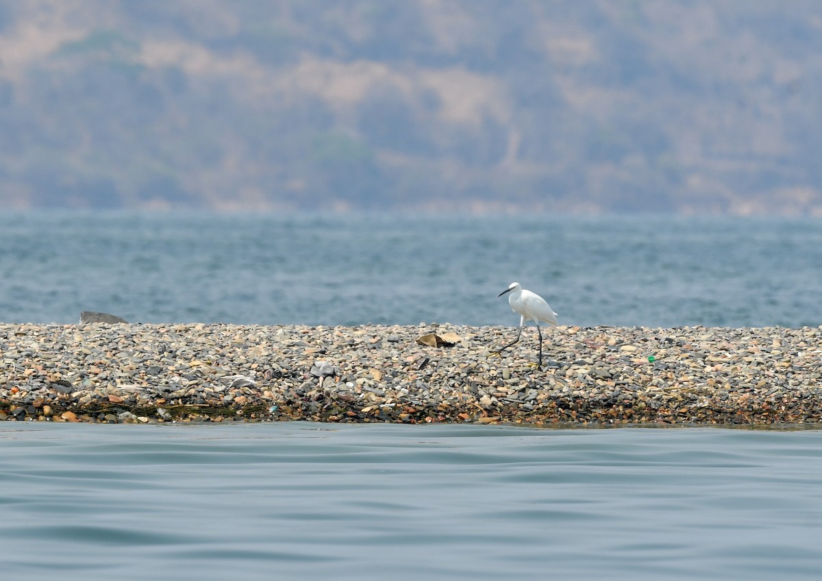 Little Egret - ML558459331