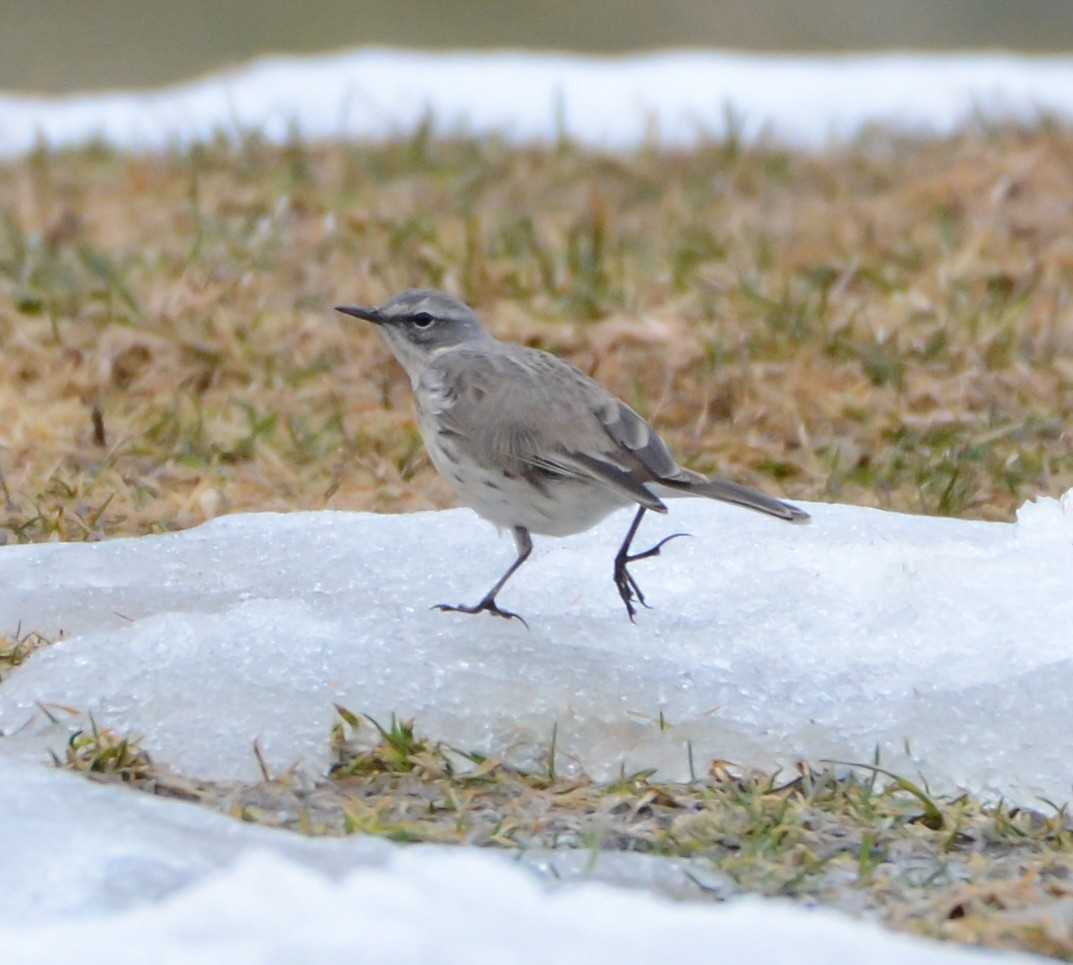 Харзны шийхнүүхэй - ML558459411