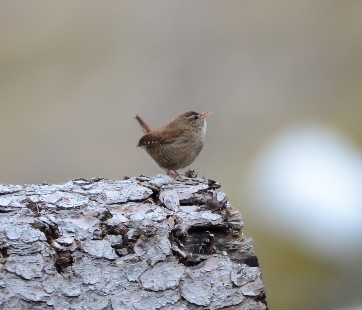 Халгайч урагчин - ML558459421