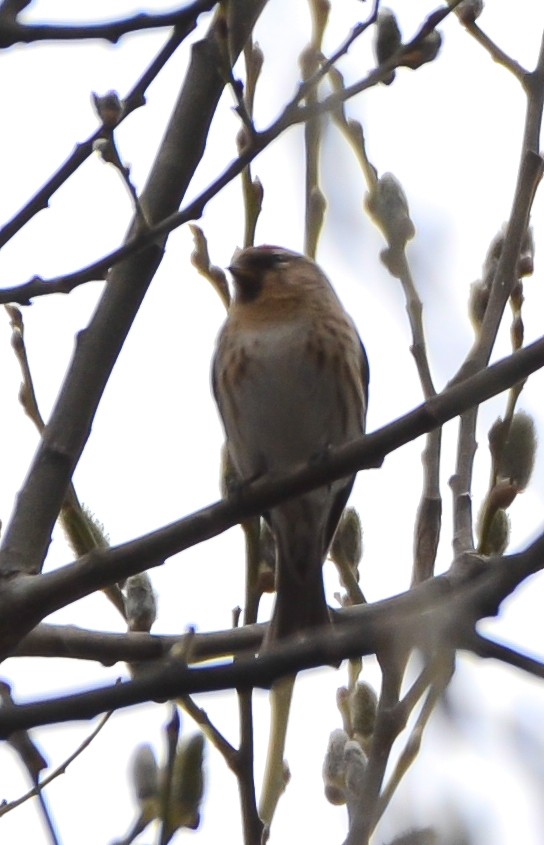 Redpoll (Lesser) - ML558459541