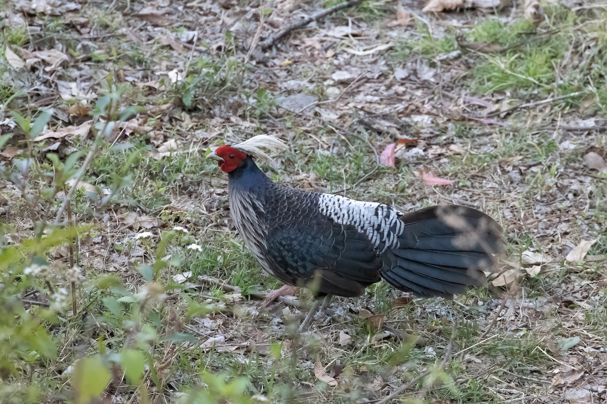 Kalij Pheasant - ML558459751