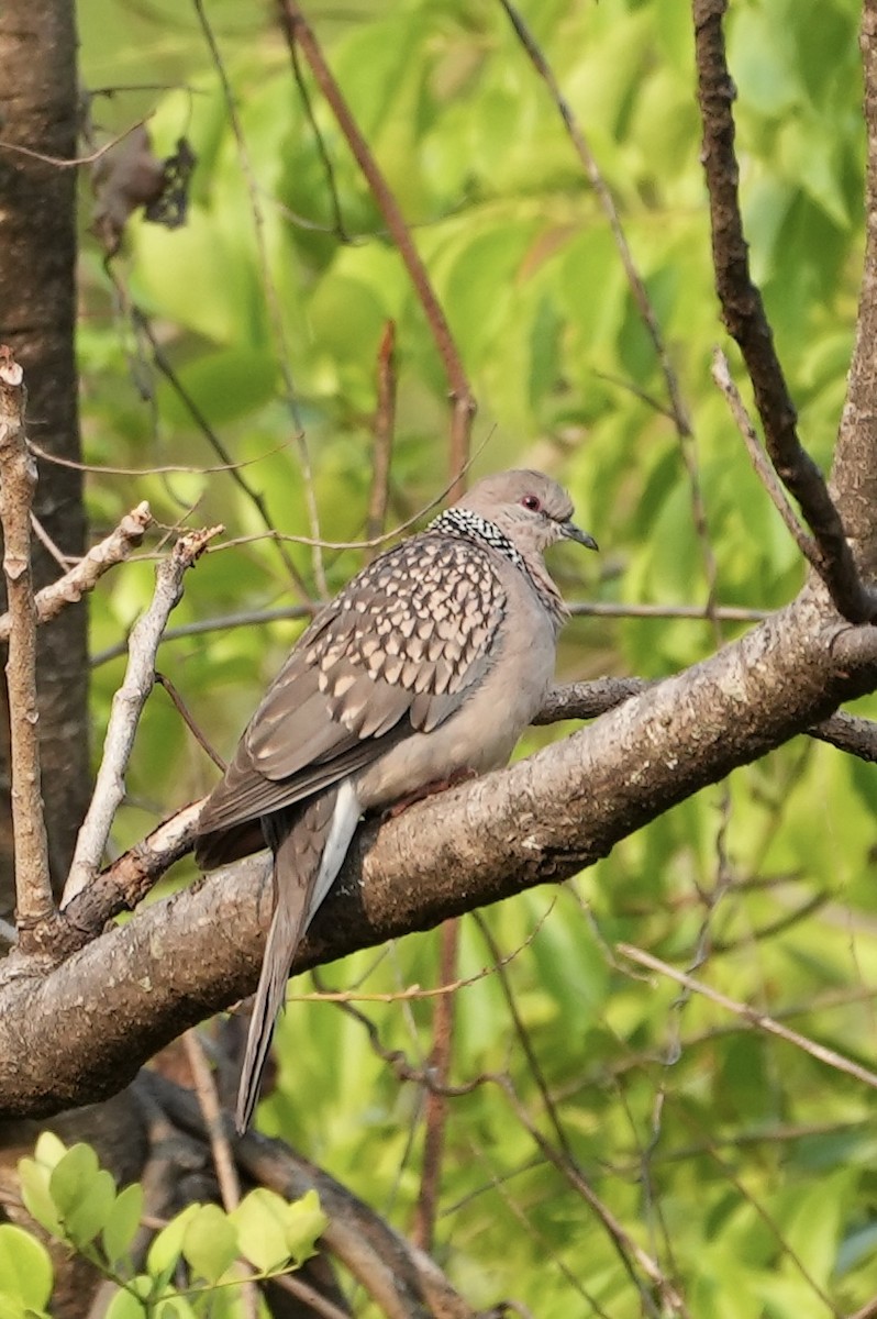 Spotted Dove - Praveen Chavan