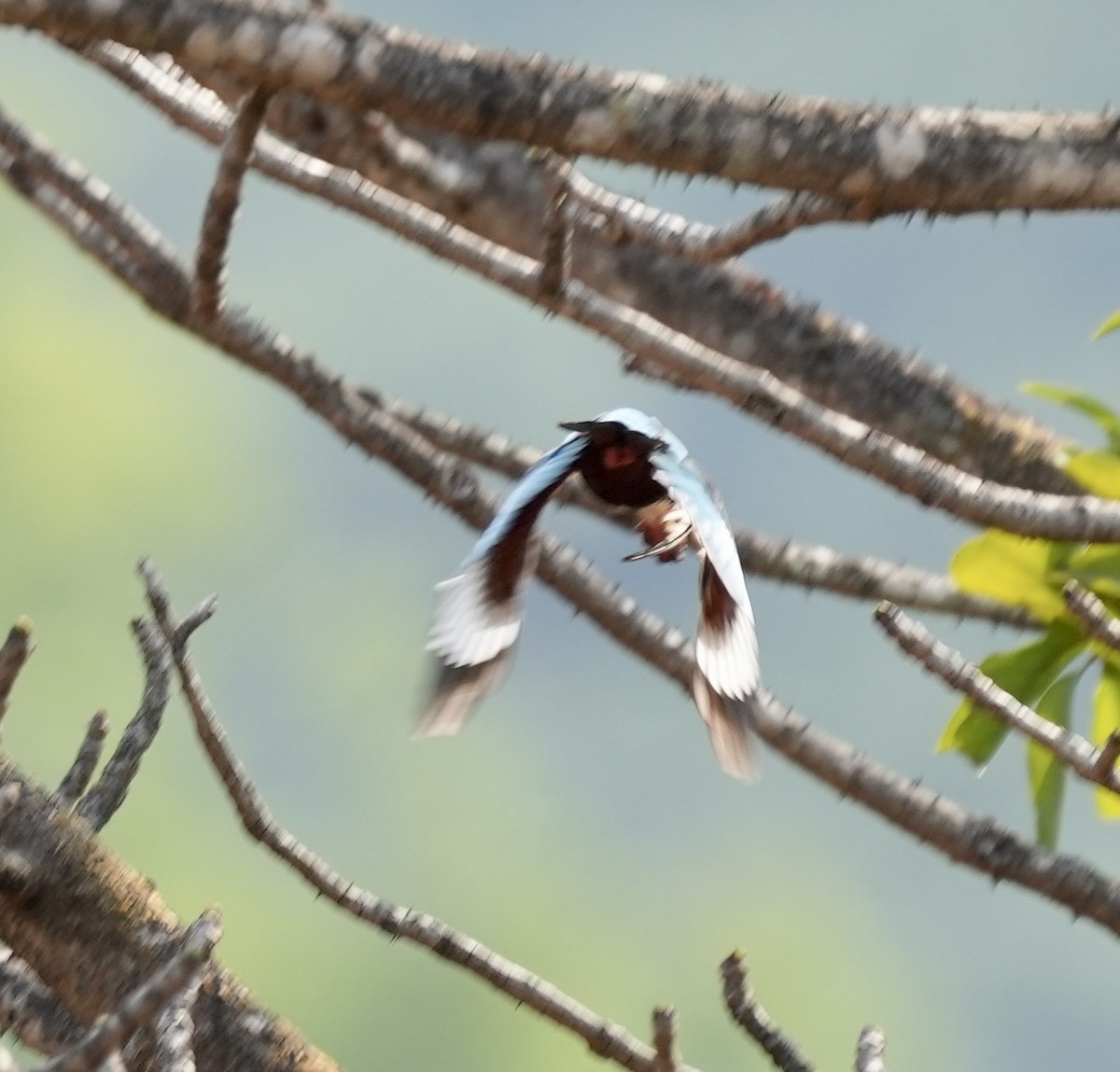 White-throated Kingfisher - Praveen Chavan