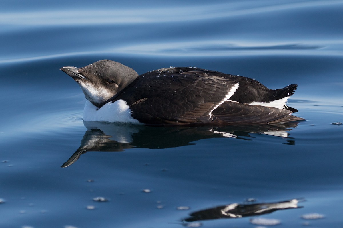 Thick-billed Murre - Detcheverry Joël