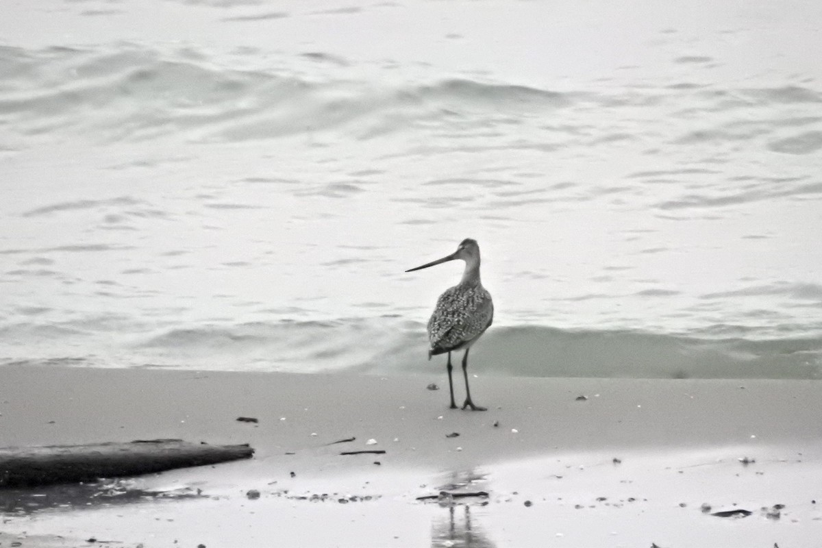 Hudsonian Godwit - ML558462211