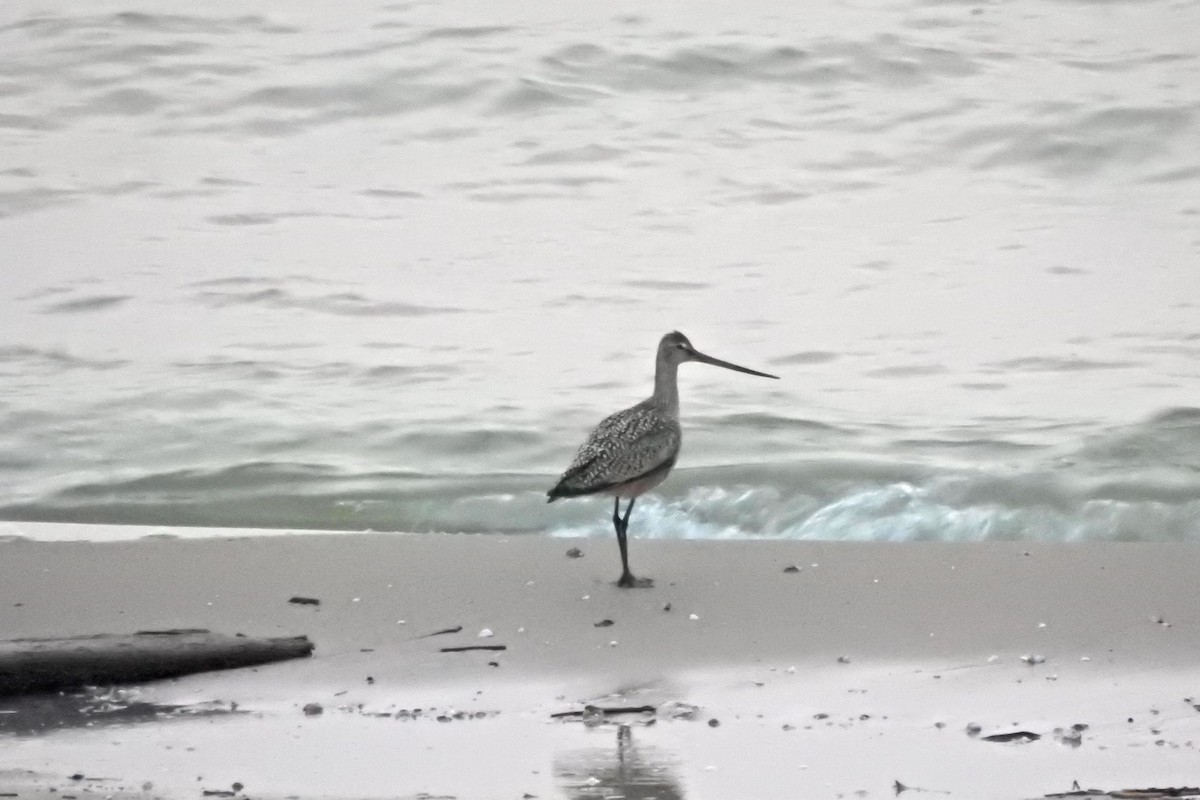 Hudsonian Godwit - ML558462221