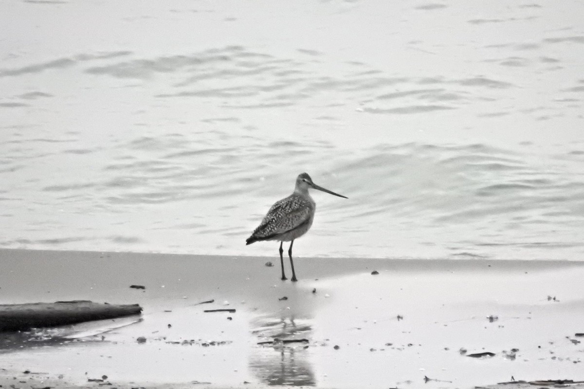 Hudsonian Godwit - ML558462231