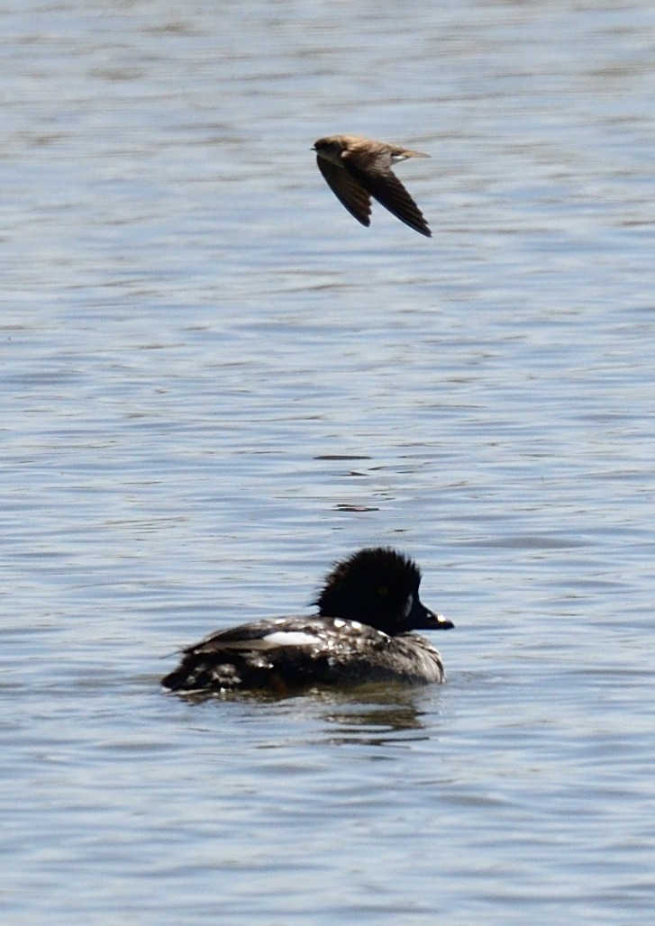 Barrow's Goldeneye - ML558462961