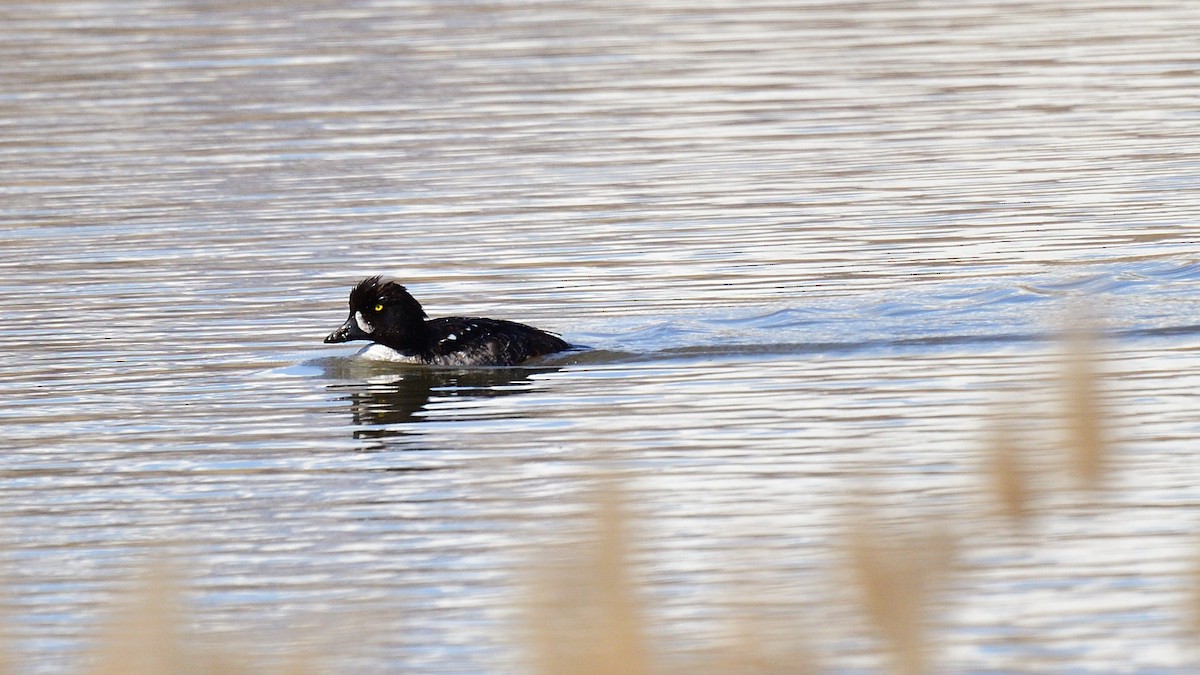 Barrow's Goldeneye - ML558462971