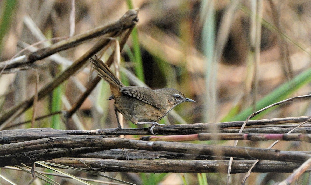 Marsh Babbler - ML558463101