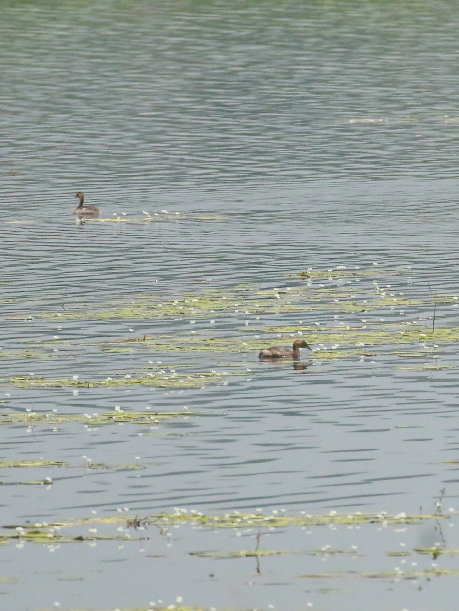 Little Grebe - ML558463331