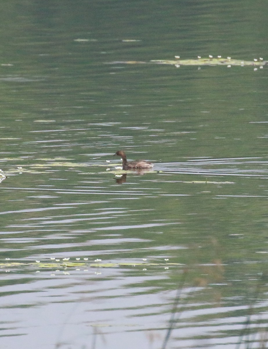 Little Grebe - ML558463351