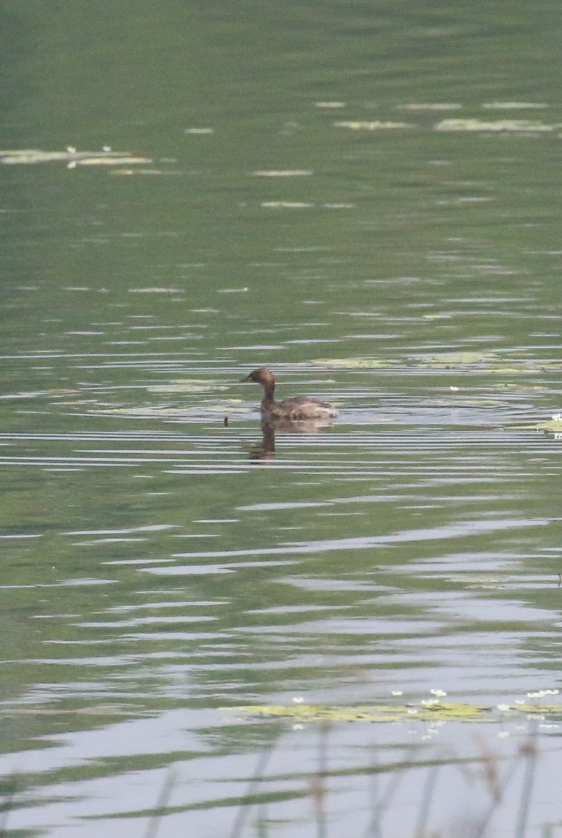 Little Grebe - ML558463361