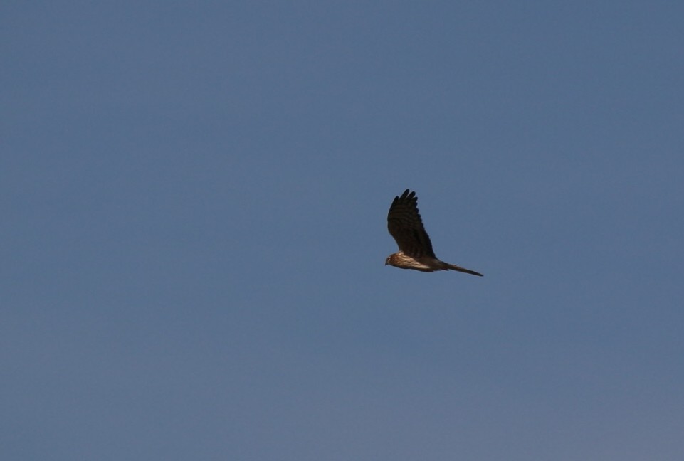 Montagu's Harrier - ML558463951