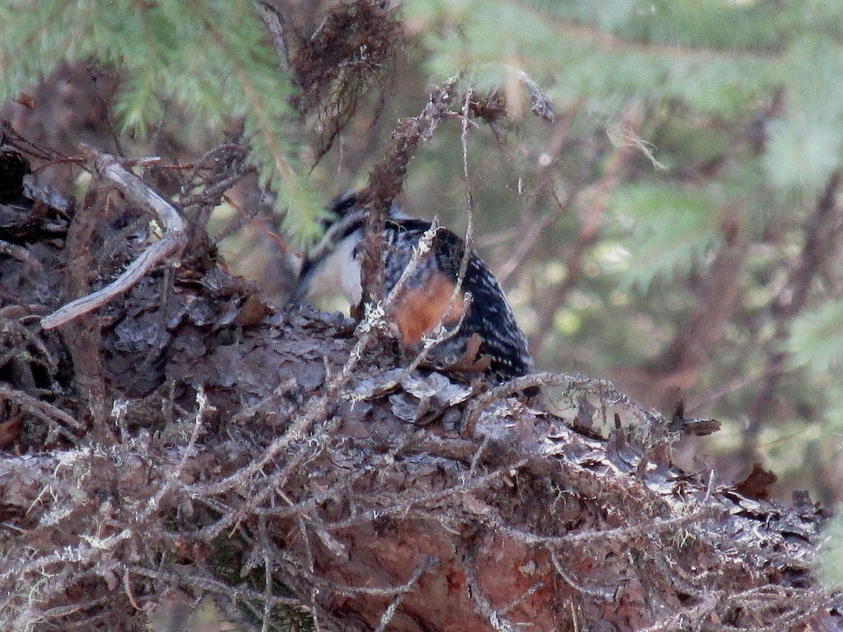 American Three-toed Woodpecker - ML558463991