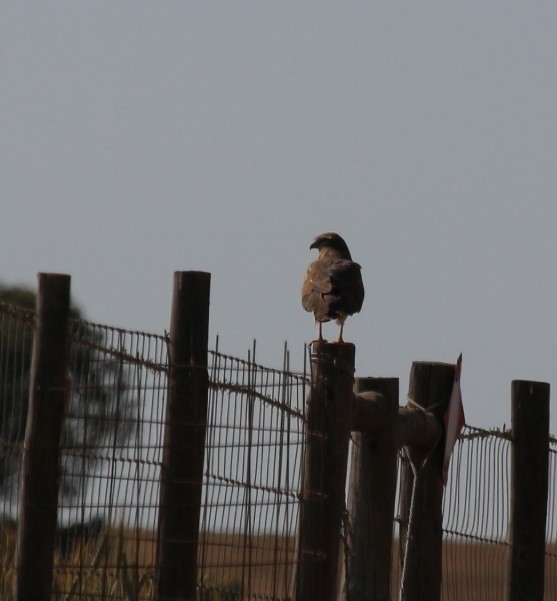 Montagu's Harrier - ML558464051