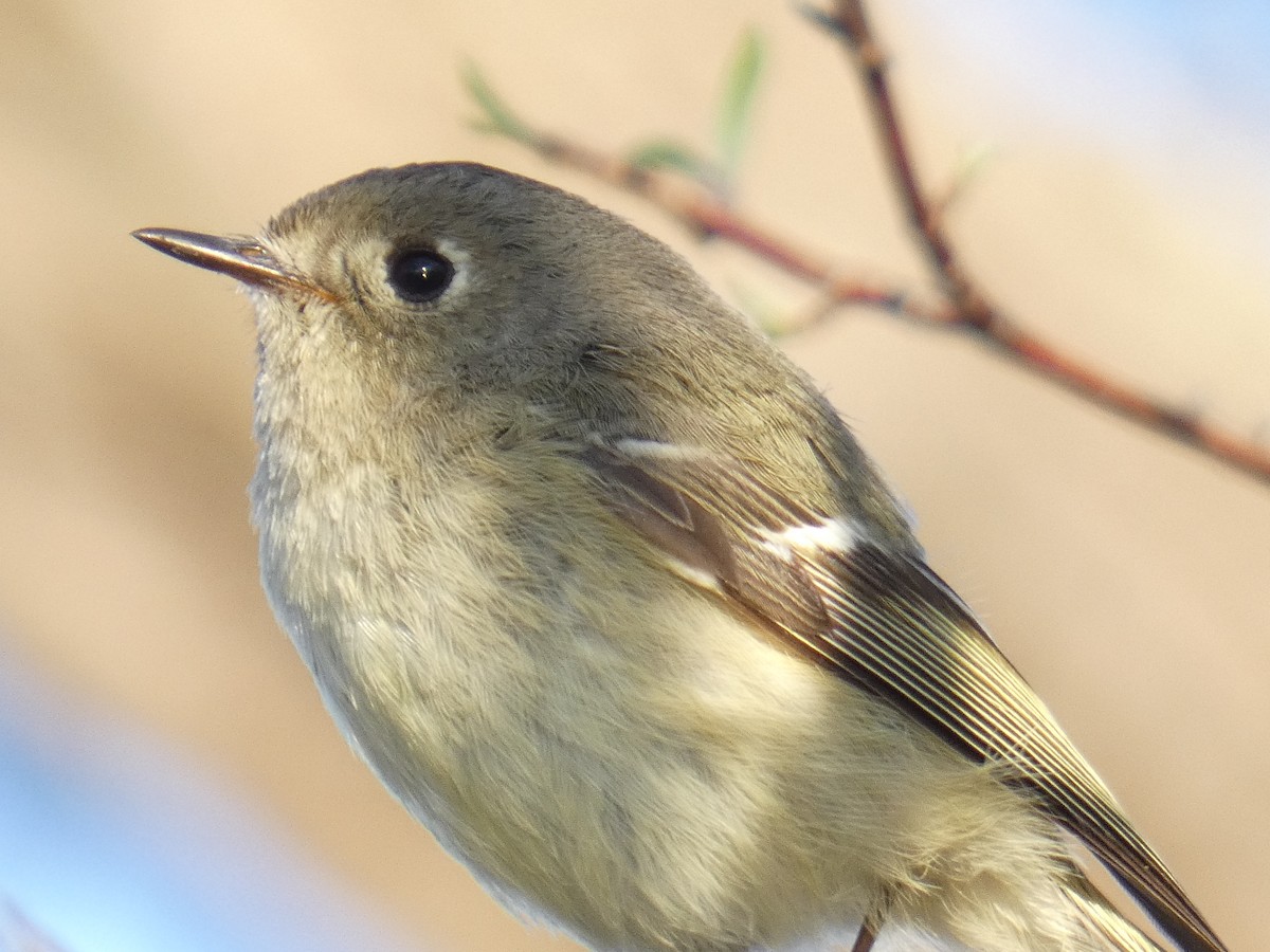 Ruby-crowned Kinglet - ML558464481